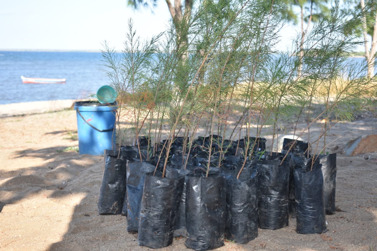 Para instalação de 2 viveiros comunitários