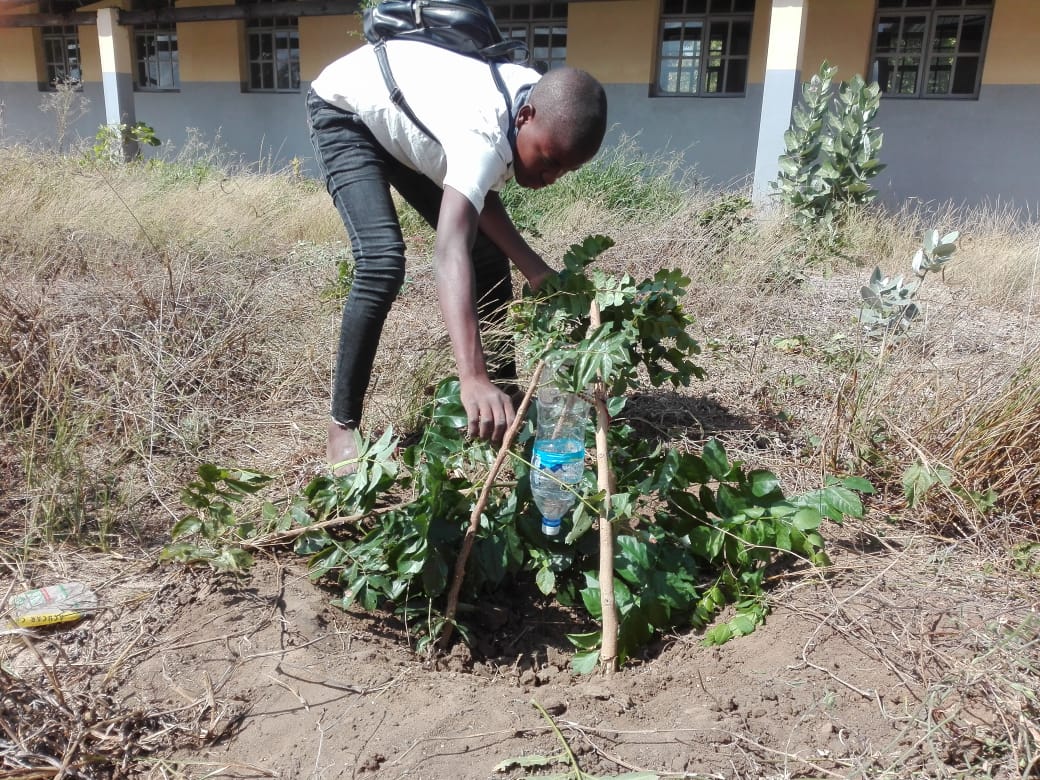 Clubes Escolares Amigos do Ambiente arborizam os recintos escolares com árvores de espécies nativas