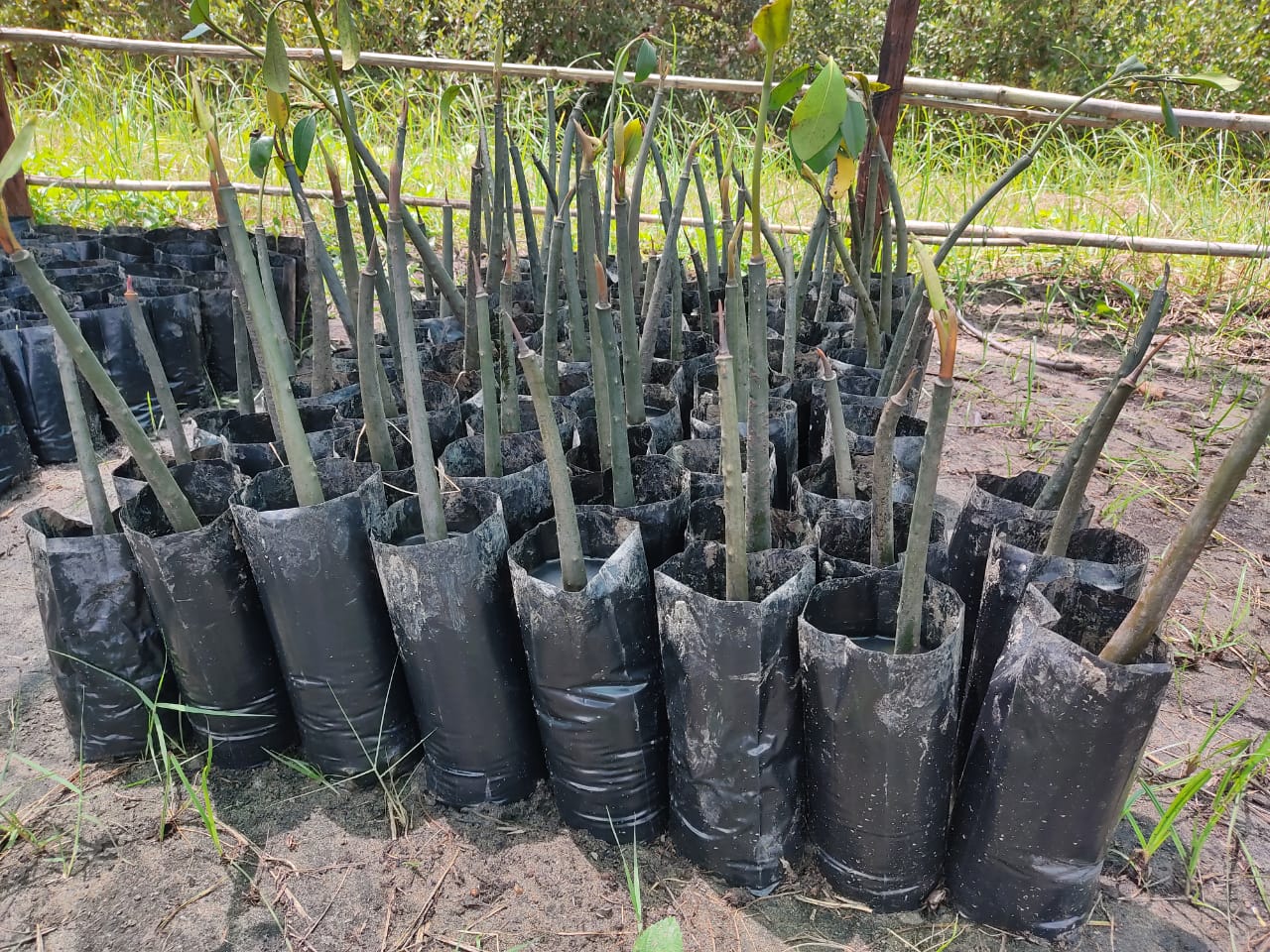 SoldMoz-ADS aposta na produção de mudas para o repovoamento dos distritos de Memba e Mossuril