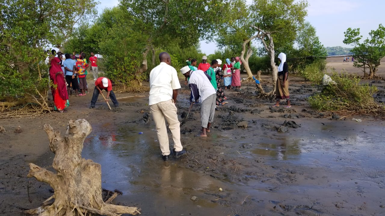 Restaurado o mangal na foz do rio Mecuburi em Memba com 400 plantas