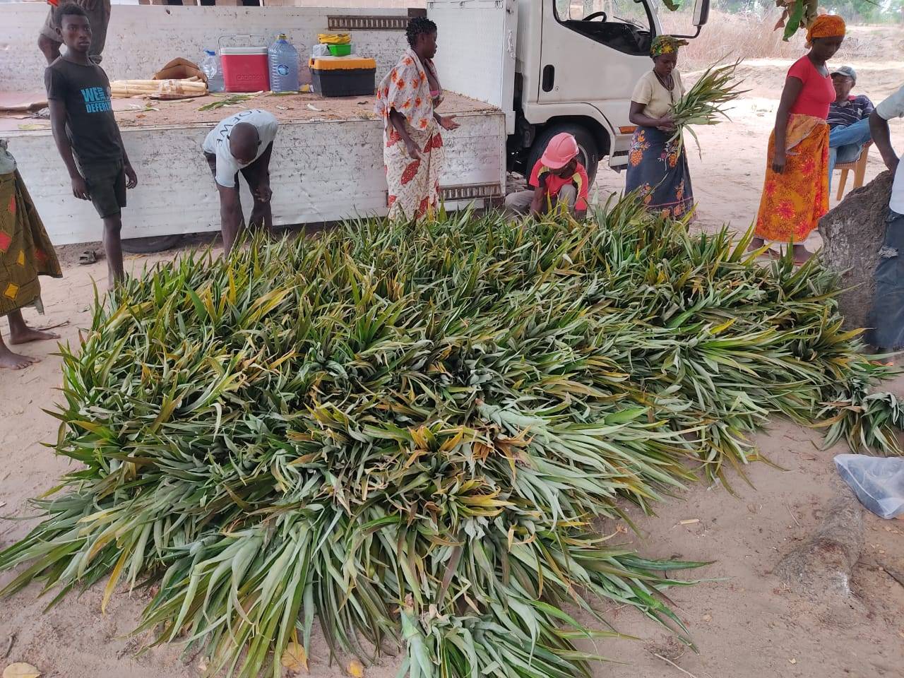 SOLDMOZ ENTREGA DUAS MIL SOCAS DE ANANÁS ÀS ASSOCIAÇÕES EM MEMBA