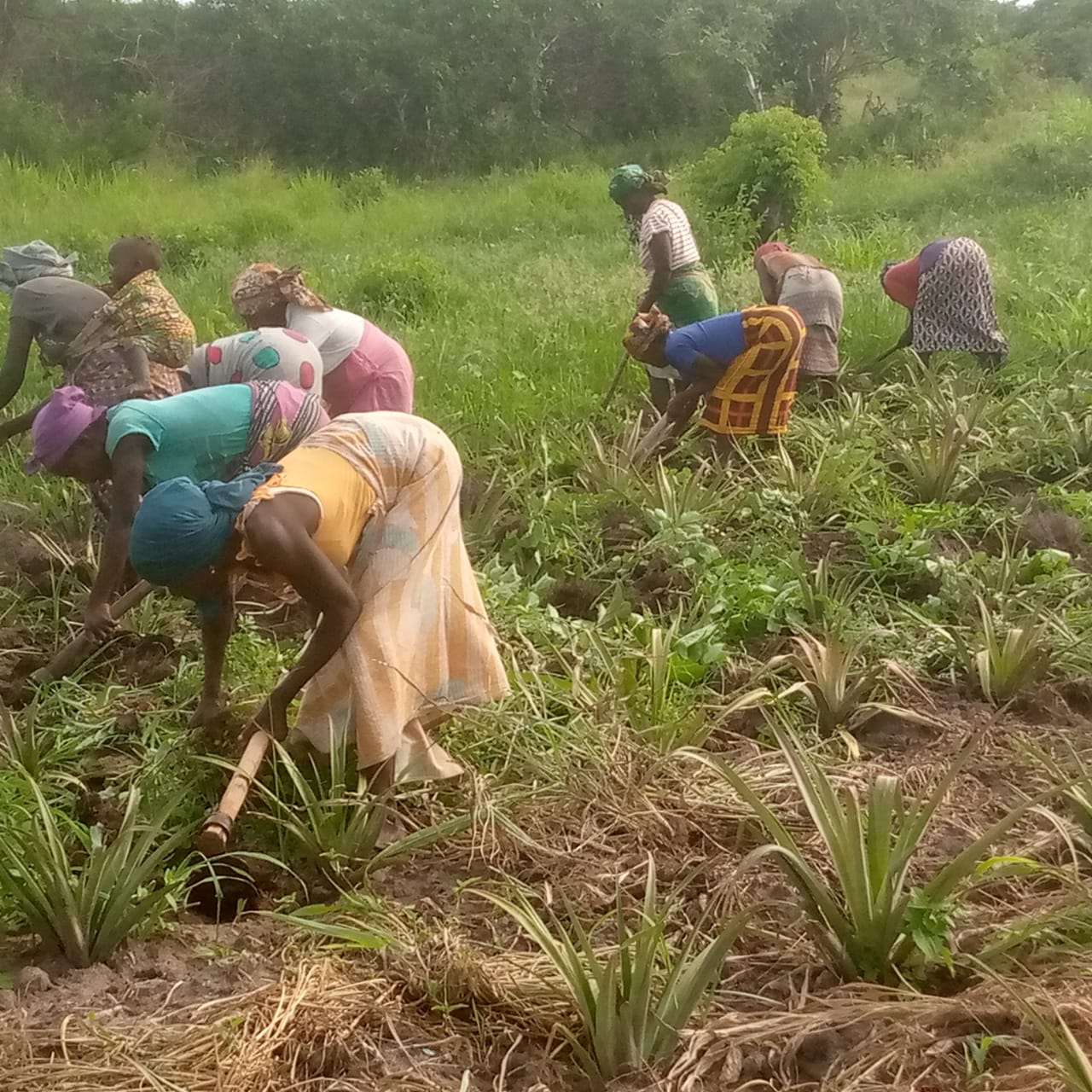 IMPACTOS DO PROMUC: MOSSURIL ANSEIA VENDER ANANÁS