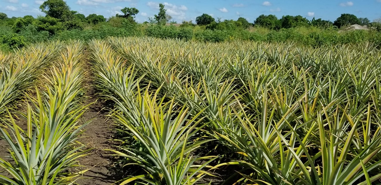 SOLDMOZ DE VISITA AOS CAMPOS DE MULTIPLICAÇÃO DE SOCAS DE ANANÁS EM MOSSURIL